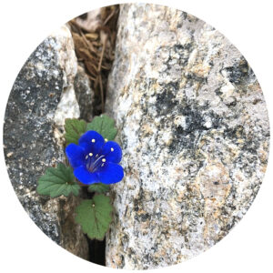 blue flower in rock
